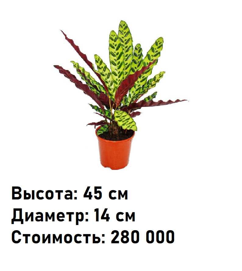 Комнатное растение - (Calathea) - Голландская Калатея