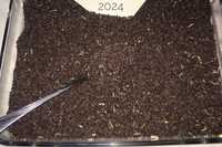Semințe varză românească 2024 (Lungulețu)