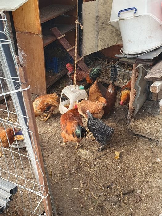 Pers fiz Vand cocosi