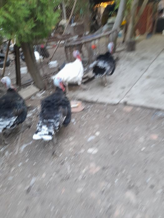 Vand curcani și curci