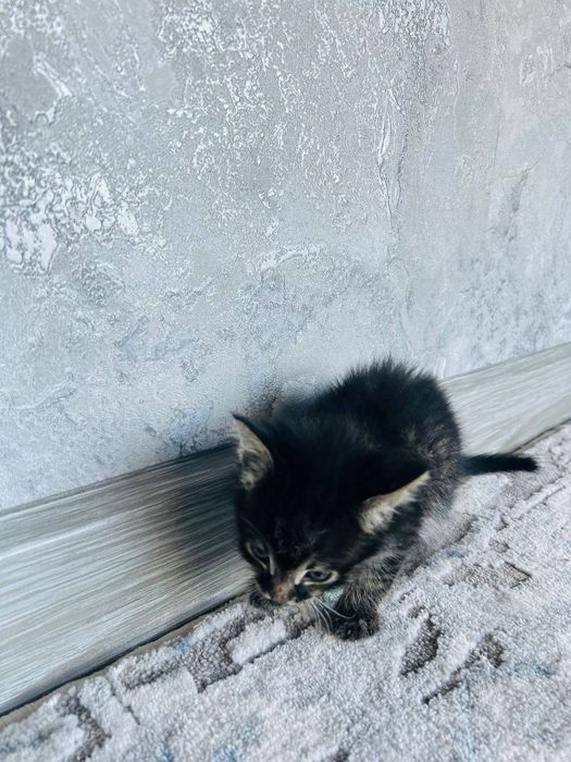 Котята. Отдам в хорошие руки