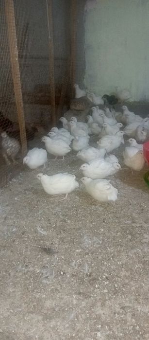 Торг имеется а также могу вывести цыплят