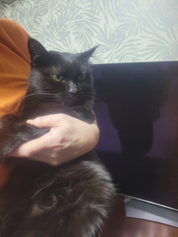 Кошки  и  коты..