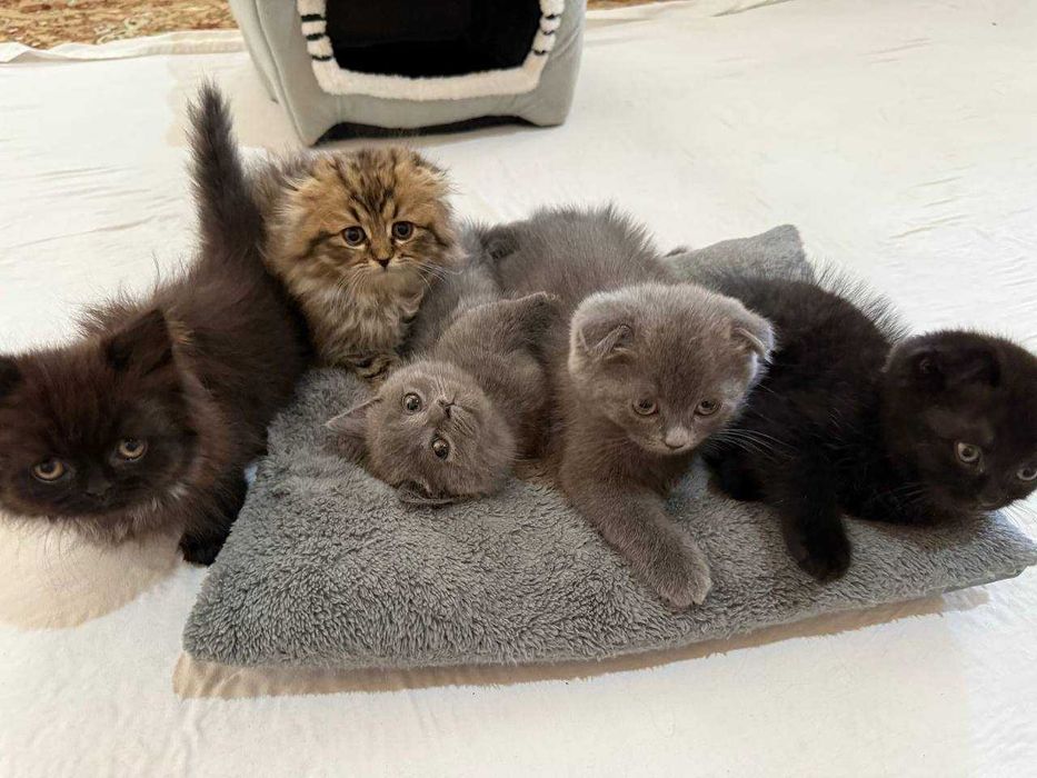 Munchkin (Манчкин) тоза зотли, калта оёқли мушукча сотилади