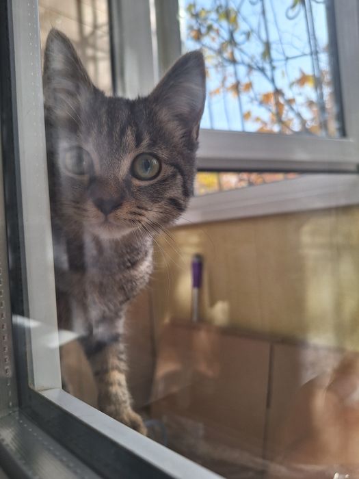 Отдам котёнка девочку