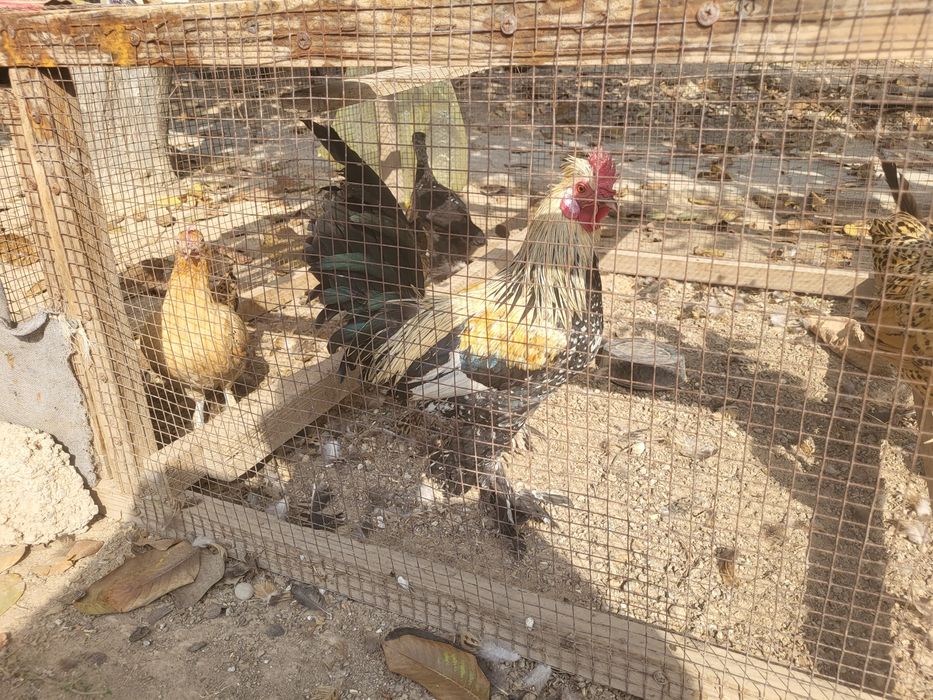 Yapon tovuqlar sotiladi