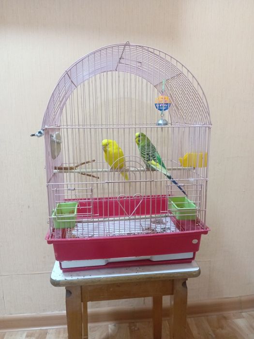 Продам попугаев, есть все необходимое.