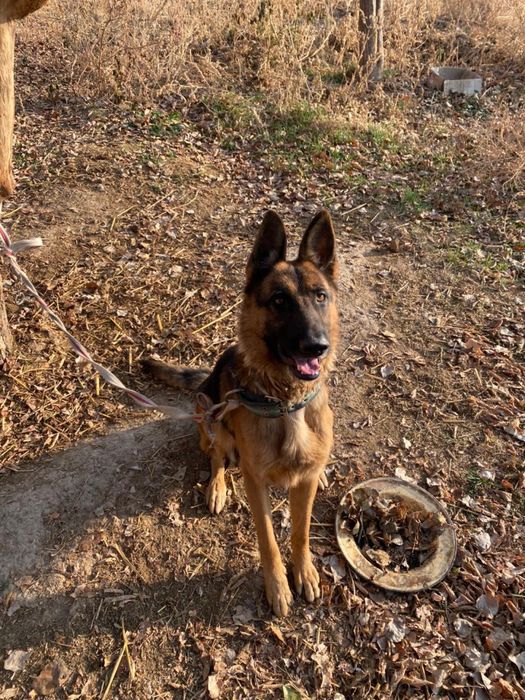 Овчарка Команда біледі