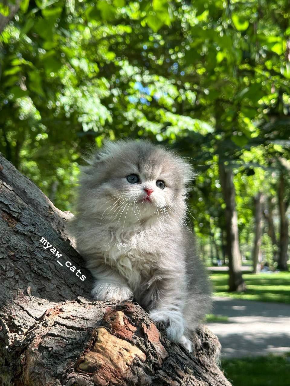 Продаётся чистокровный Шатланский Скотиш фолд очень крупные котята