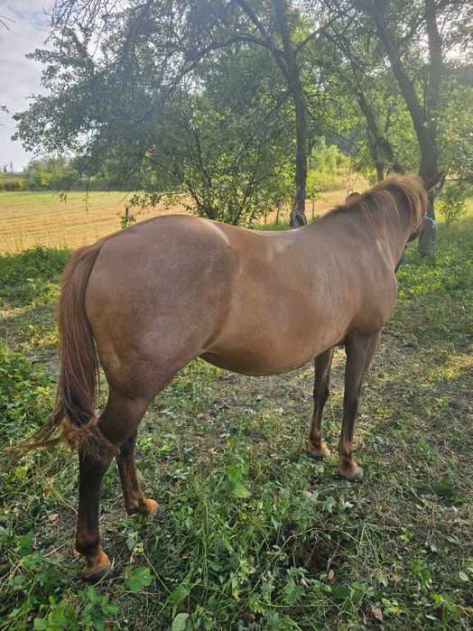 Vand iapa. Mai multe detali la telefon.