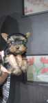 Baietel Yorkshire Terrier mini toy parinti cu pedigree