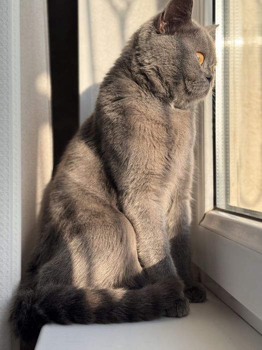 Britanskaya WinWilla кошка