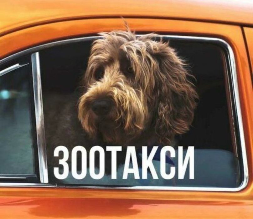 Зоотакси,перевозка животных