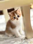 Шотландский котенок