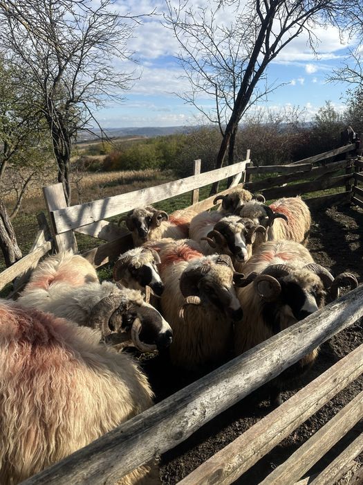 Disponibil 9 berbeci la un pret bun