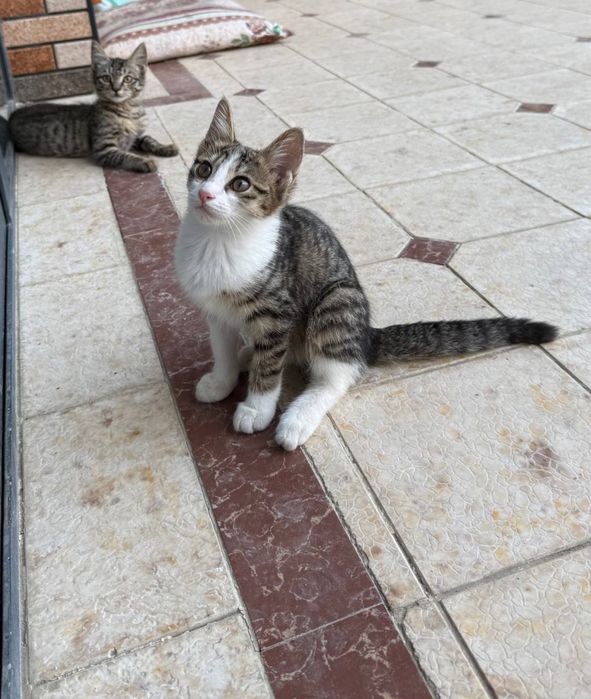 котята бесплатно