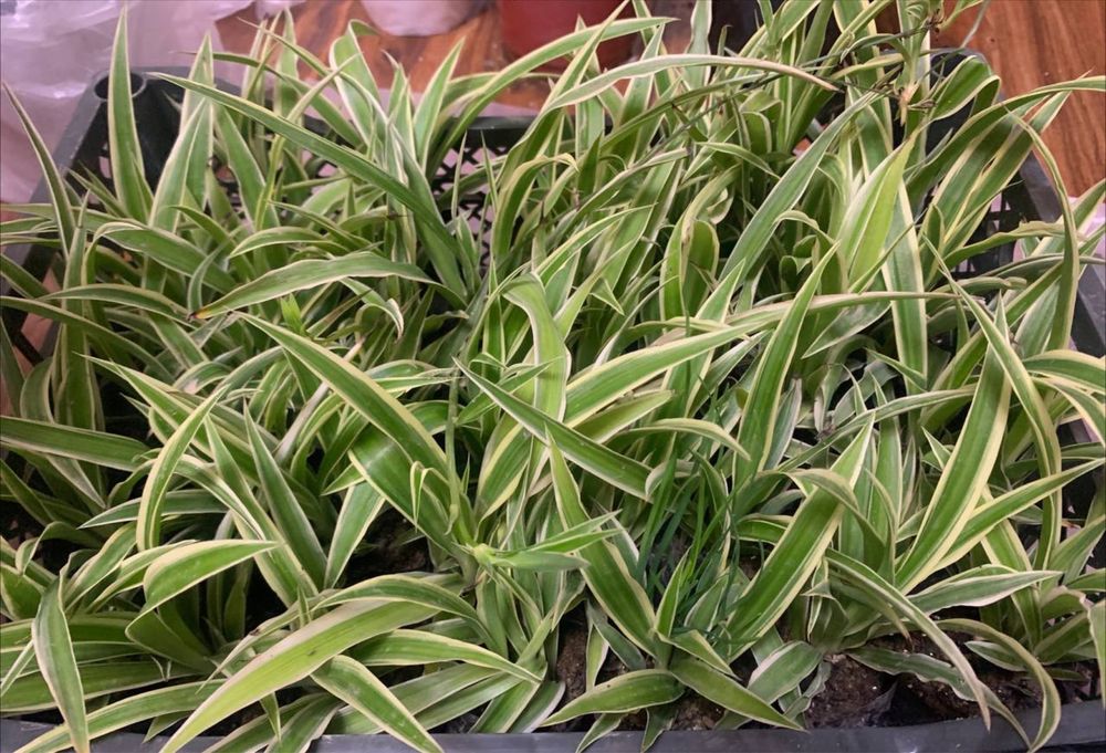 Хлорафитум растение кислород