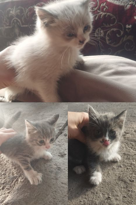 Котята  кому надо