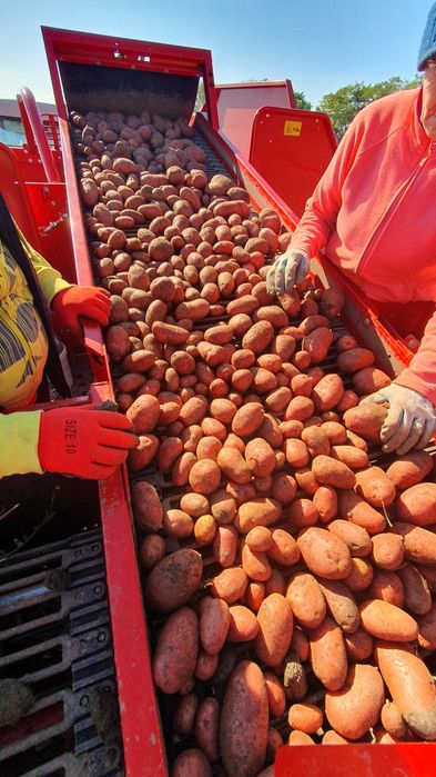 Cartofi de samanta Esmee import Elita 2024