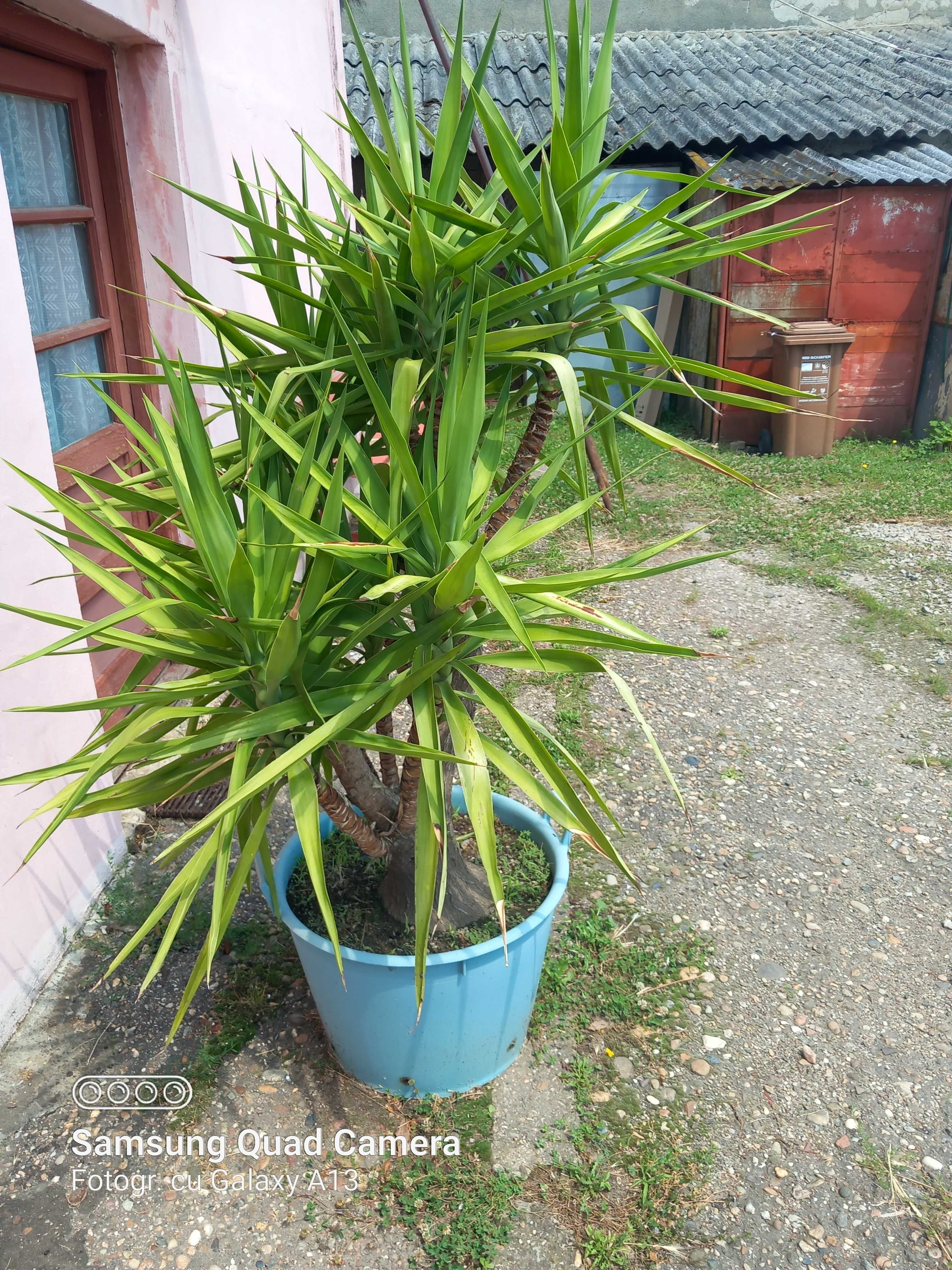 Vand Yucca in ghiveci mare