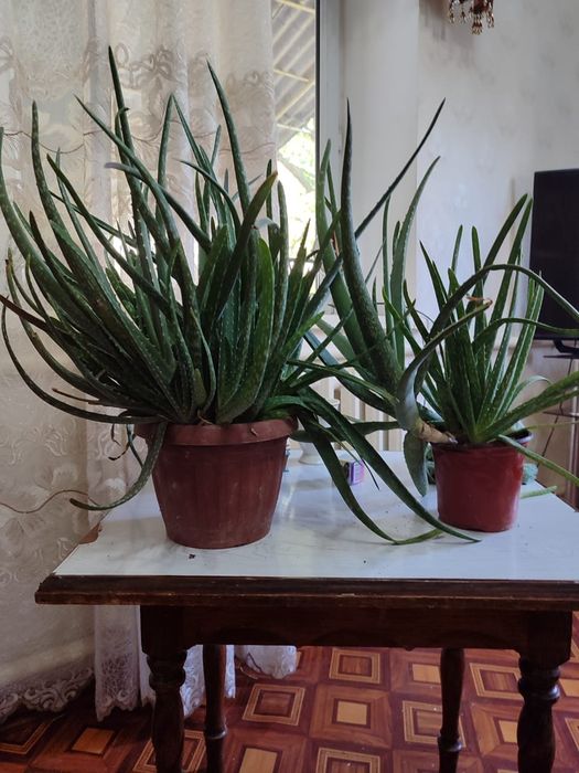 Продам Алоэ-вера