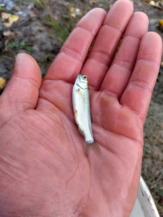 Puiet pește Amur și Fitofag