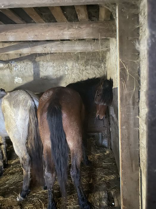 Жылкылар сатылады общий 11бас