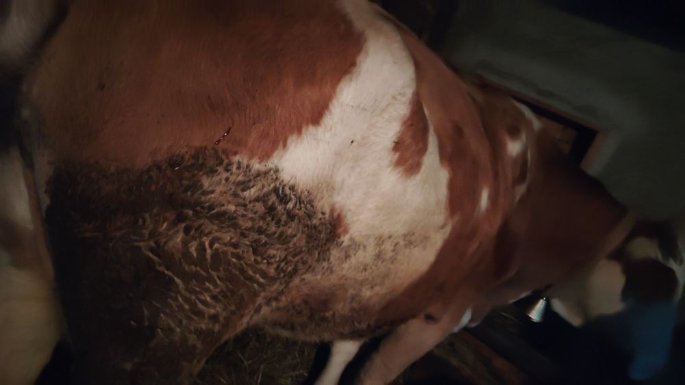 Vaca bălțată fătată de două săptămâni