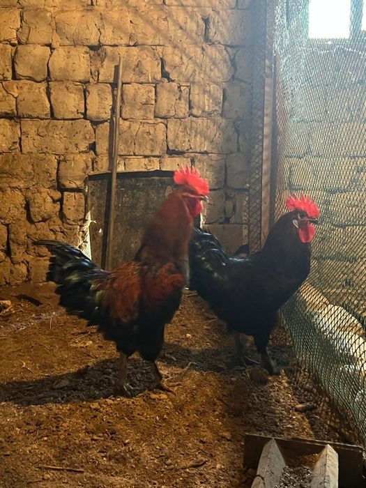 Петухи          есть