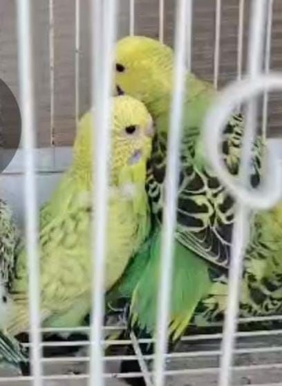 Papagali peruși de vânzare