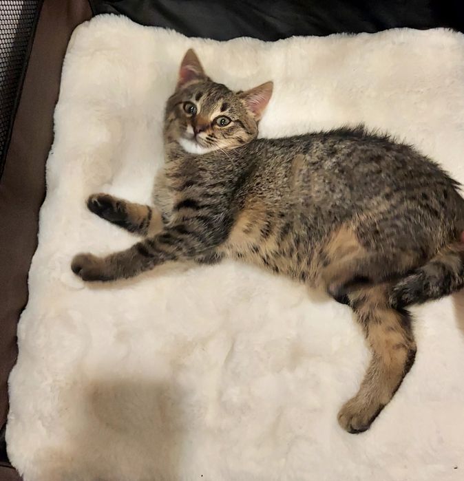 Pui de pisica spre adoptie blanda jucausa  Bucuresti