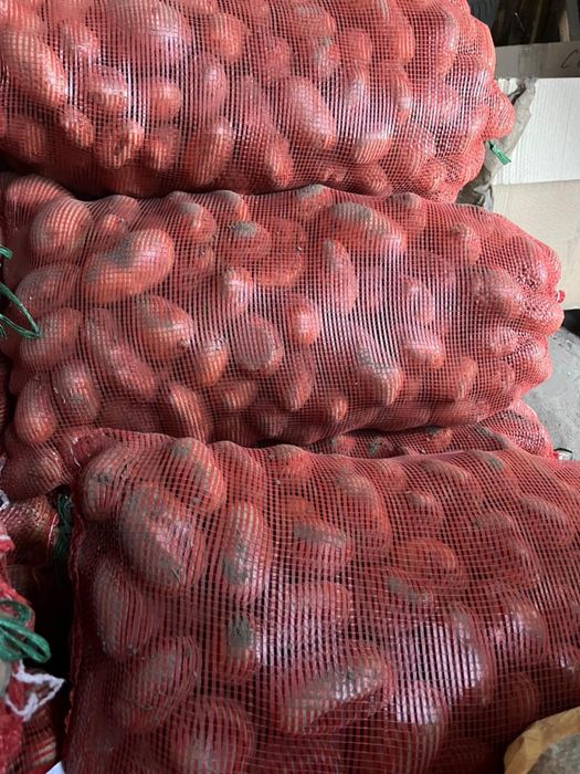 Продается домашний картофель мешками