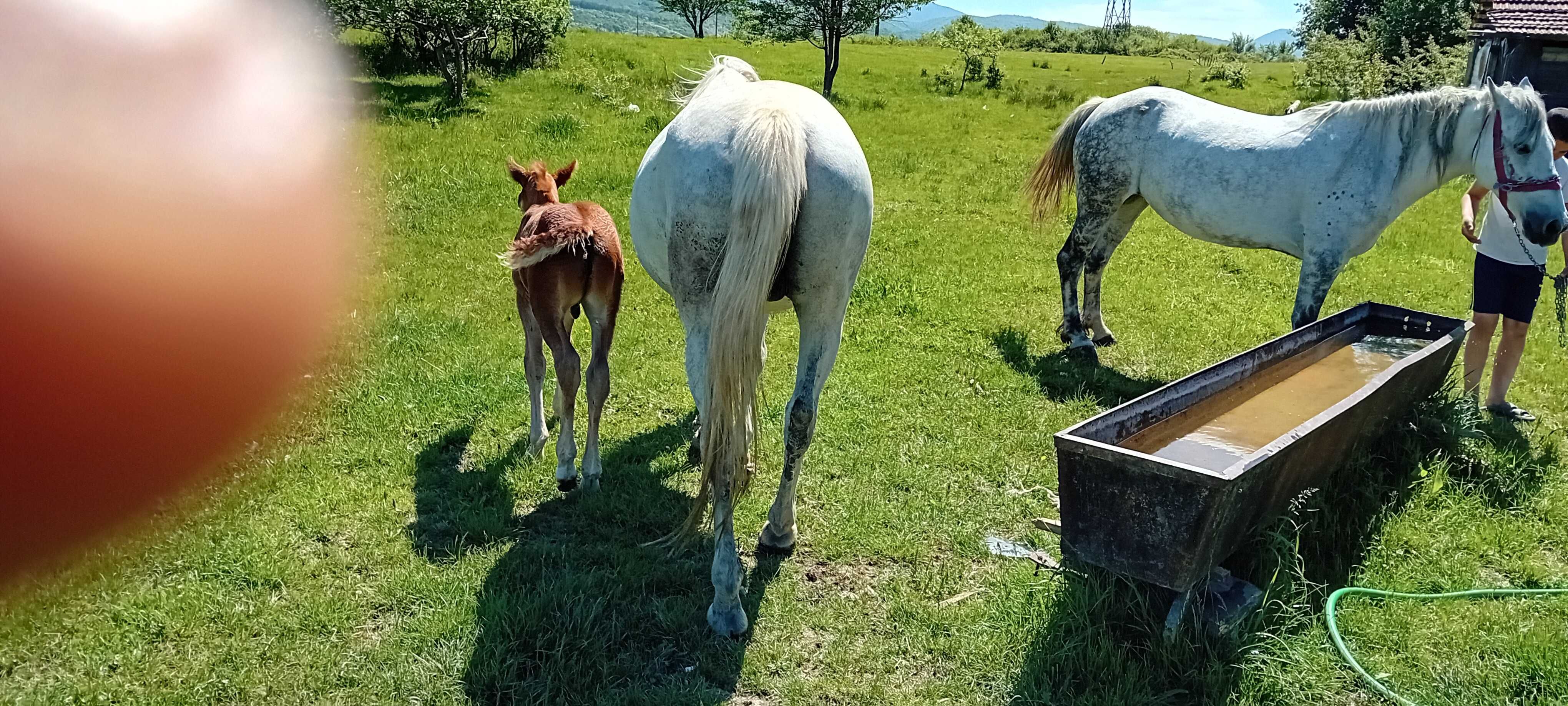 Iapa de 6 ani garantata de tras