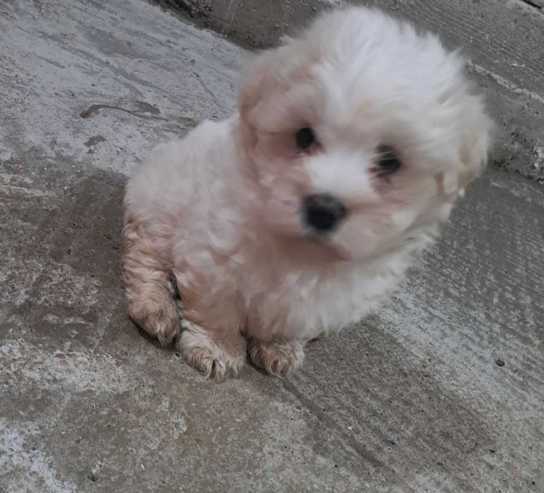 Fetita si baiat in cautarea unei noi casa