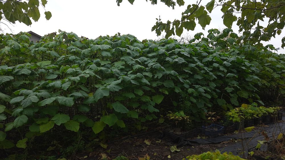 Paulonia tomentosa și arbori de matase