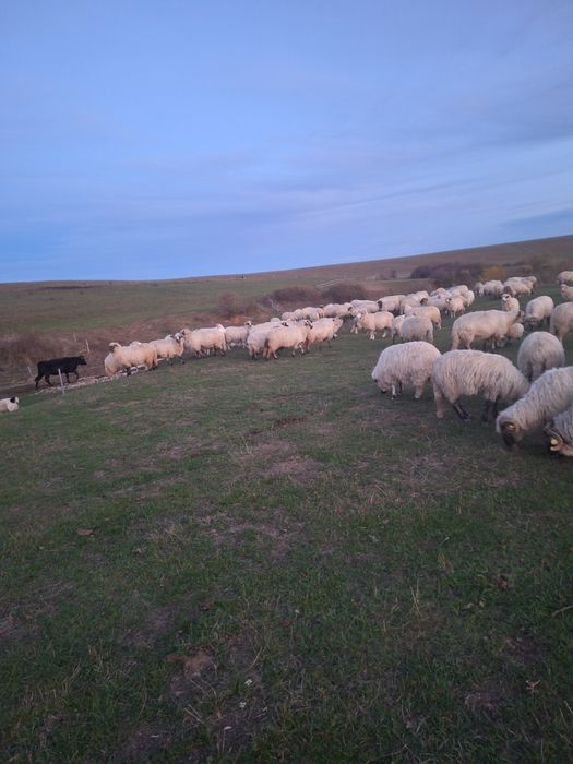 De vlnzare oi de tinut