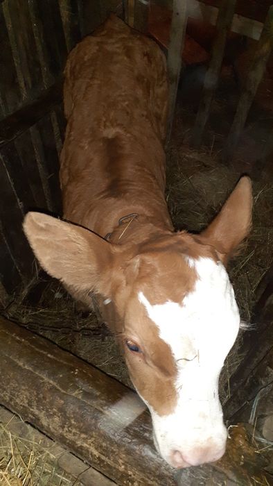 Vițel baltata germană