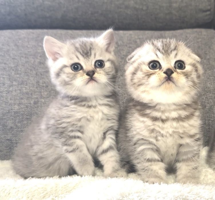 Британска късокосместа