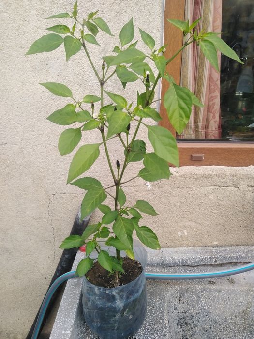 Лечебна КАЛИЗИЯ, Люти чушки дръвче в съксия, Каланхое, Семен