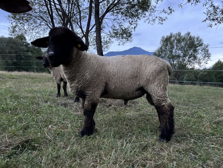 Berbecuți suffolk și metisi cu rase de carne