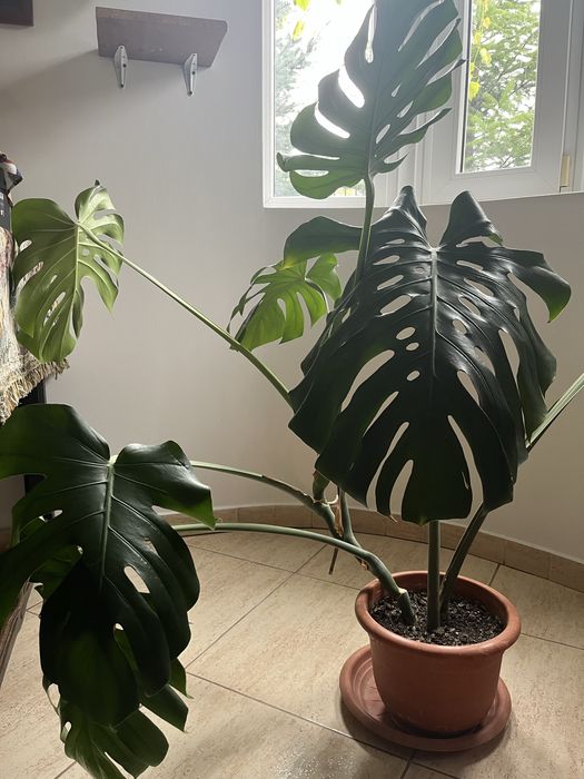 Monstera Deliciosa - planta de apartament