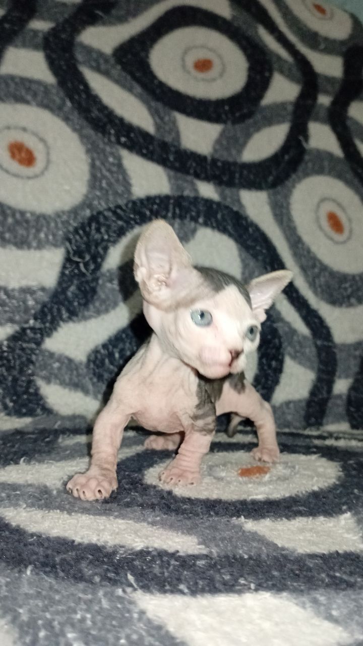 Котята Сфинкс бамбино