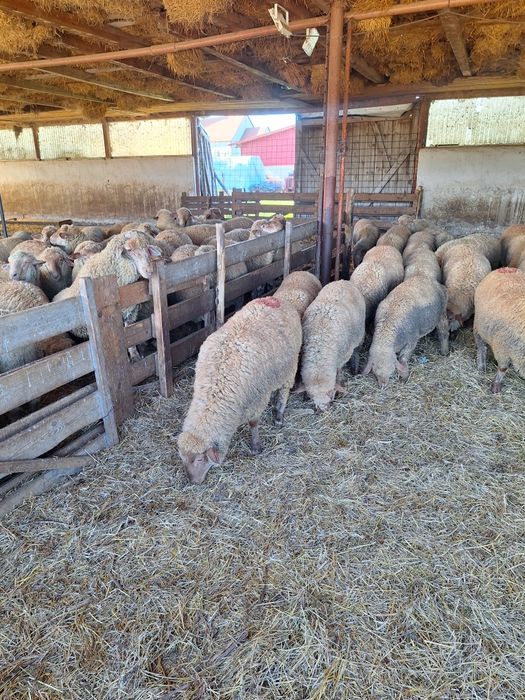Vînd berbecuț din rasa țigaie ruginie