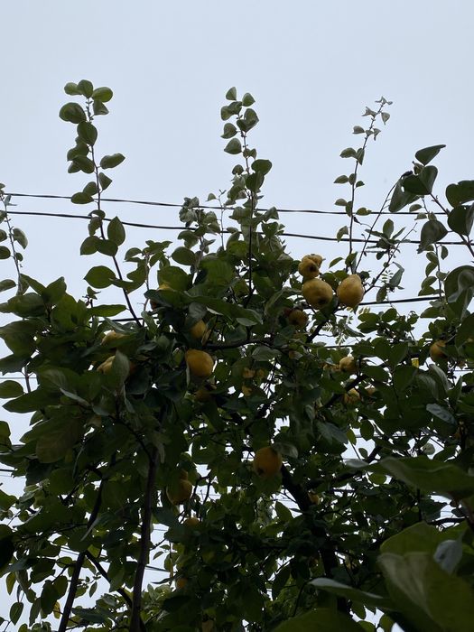 Gutui din gospodărie proprie disponibile 10 kg.  10lei/kg