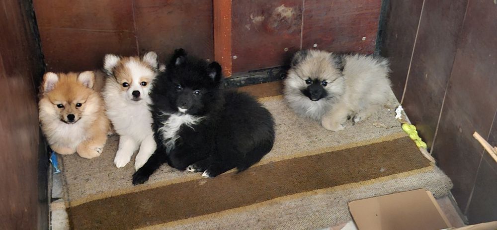 Померанчета женски