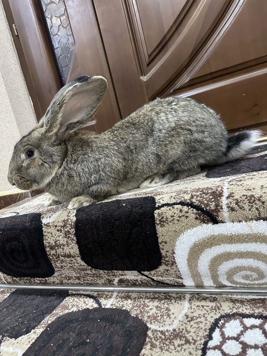 Flander sames sotiladi