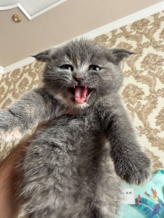 Mushuk bolasi,кошка,Котёнок в добрые  руки