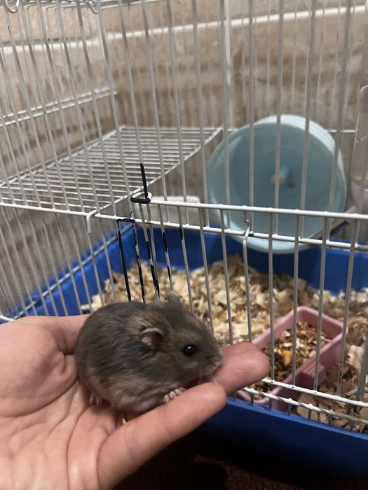 продам хомячка с сеткой