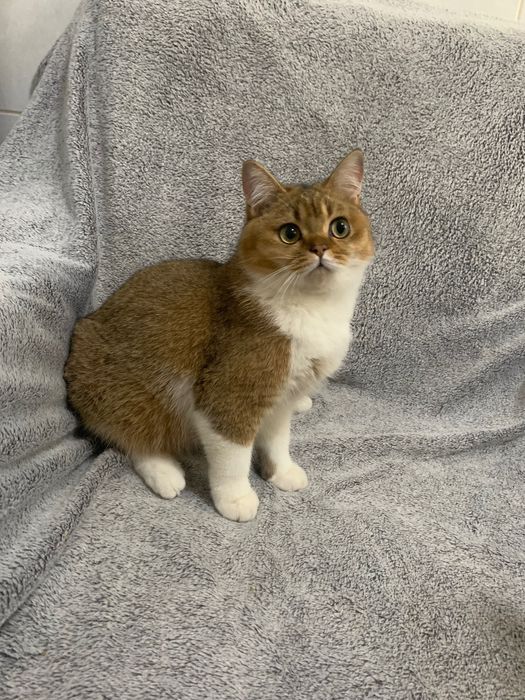 British shorthair golden cu pedigree