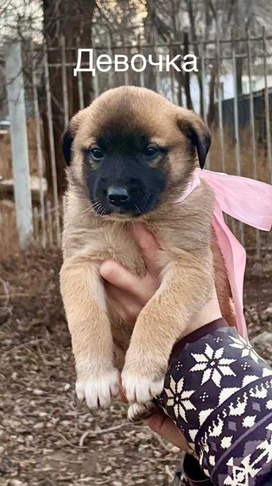 Милые карапузы ищут дом